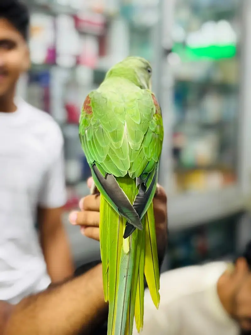 Raw parrot — photo 6