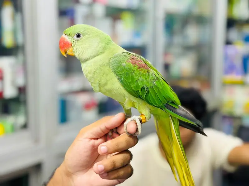 Raw parrot — photo 7