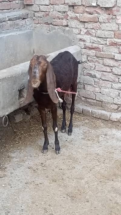 اچھی بریڈ کی سیالکوٹی بیٹل بکری فروخت کے لیے