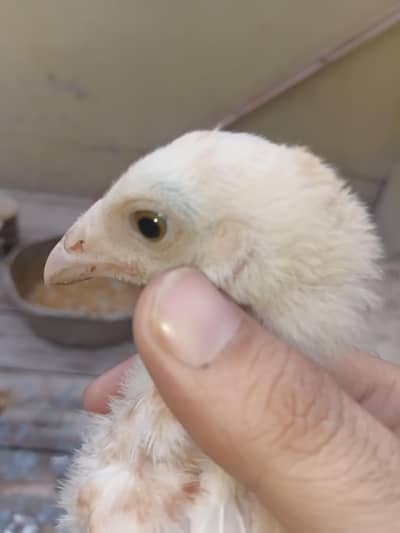 aseel jageeri  chicks with mother