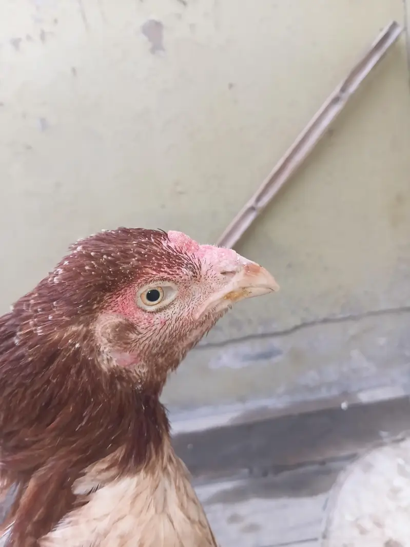 aseel jageeri  chicks with mother — photo 8