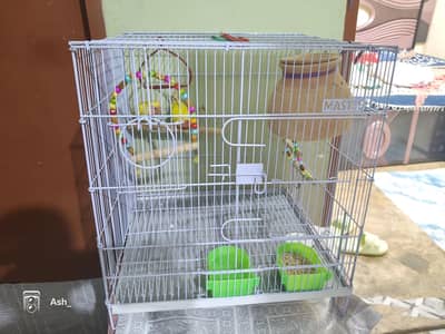 Red eyes pair of Love bird's with big cage