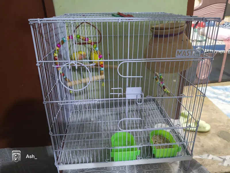 Red eyes pair of Love bird's with big cage — photo 2