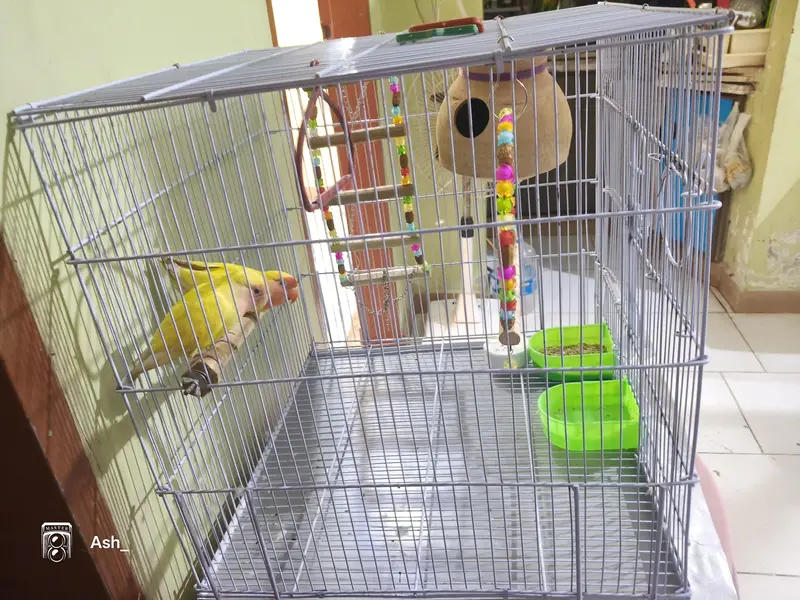 Red eyes pair of Love bird's with big cage — photo 3