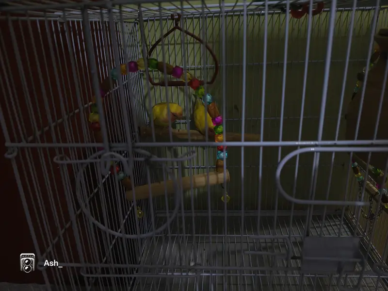 Red eyes pair of Love bird's with big cage — photo 4