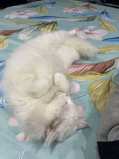 Cat for sale