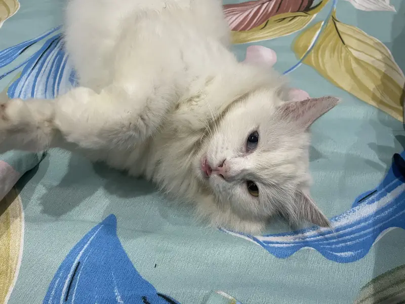 Cat for sale — photo 2