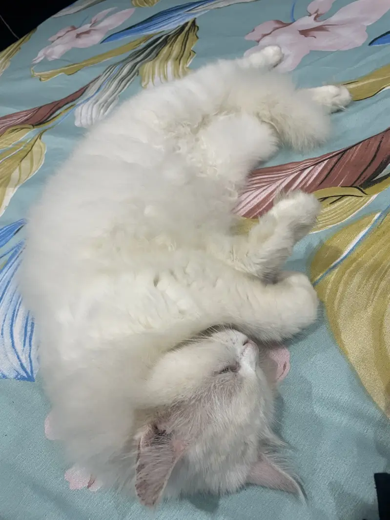 Cat for sale — photo 3