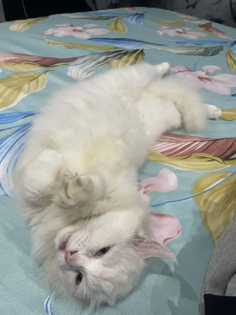 Cat for sale — photo 4