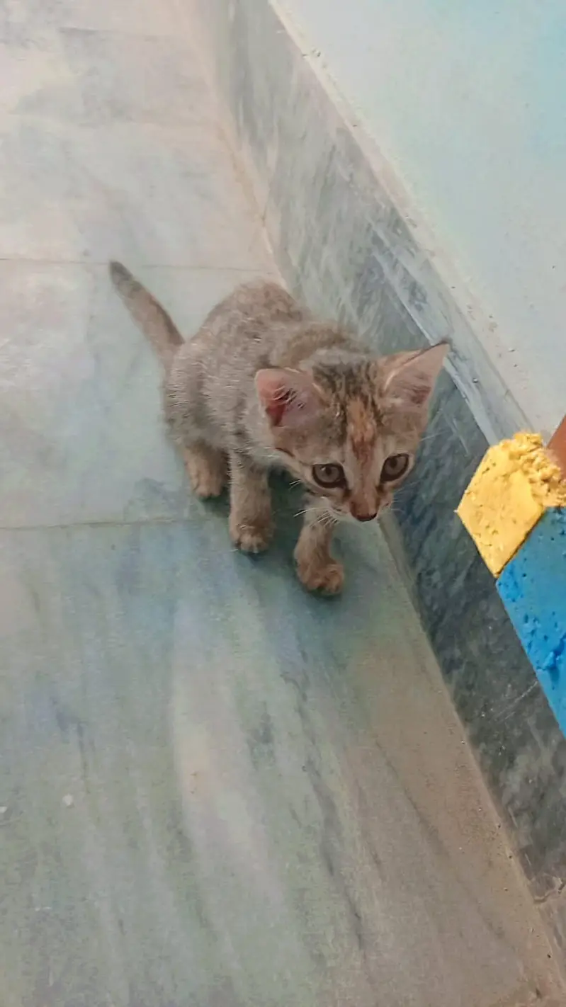 cat and kitten — photo 3