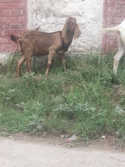bilkul active bakra
