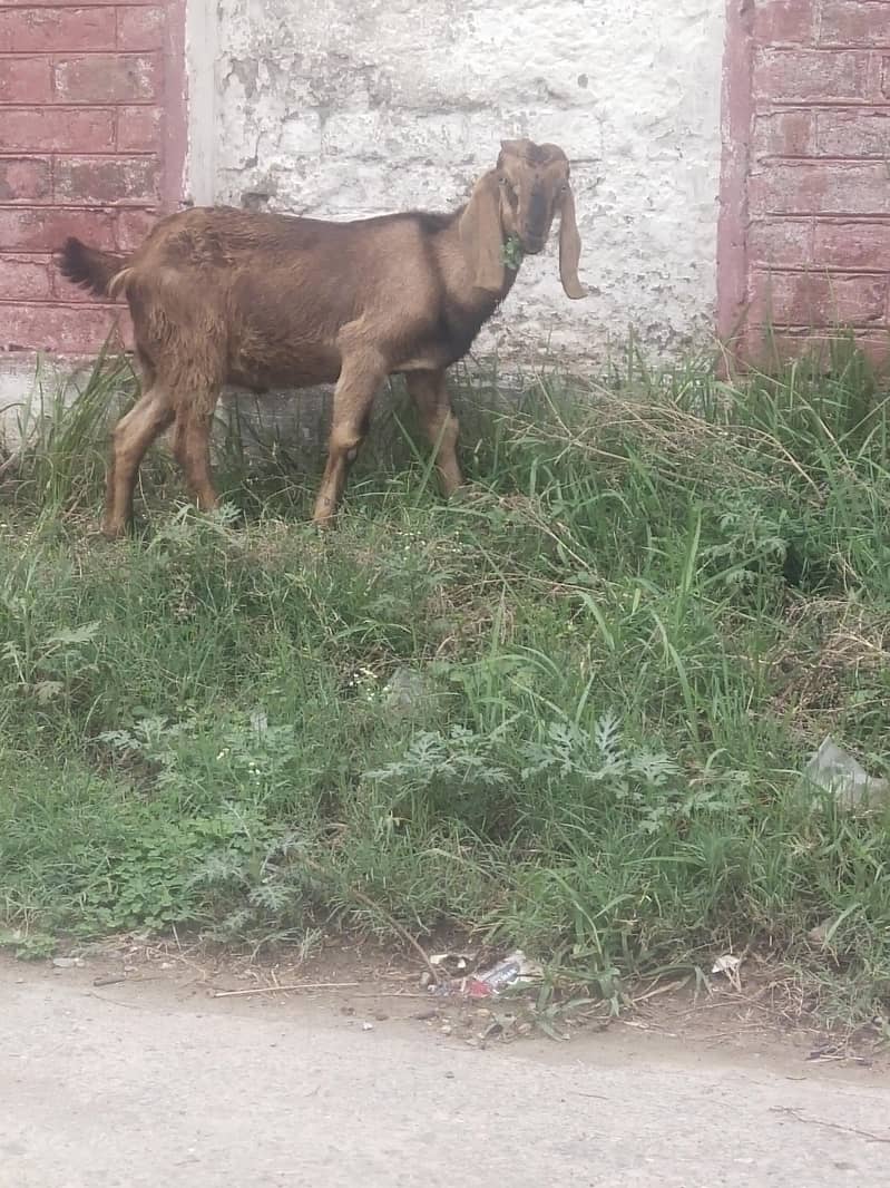 bilkul active bakra 1