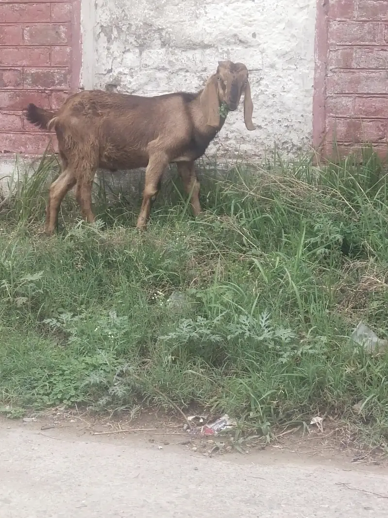 bilkul active bakra — photo 2
