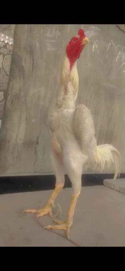 shamo breeder for sale