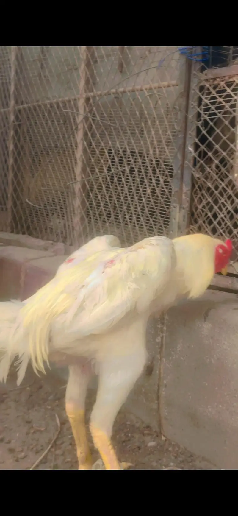 shamo breeder for sale — photo 2