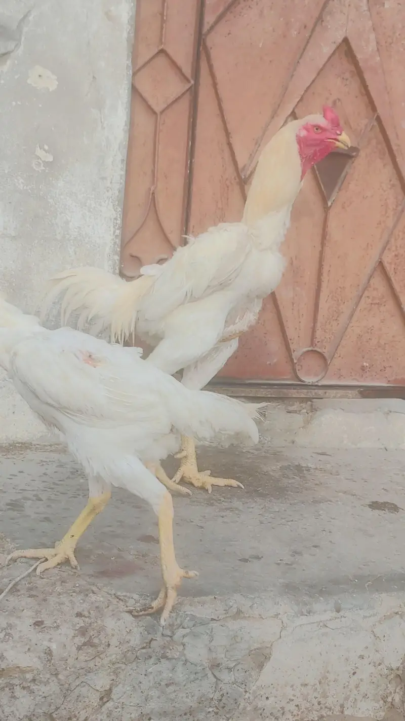 shamo breeder for sale — photo 3