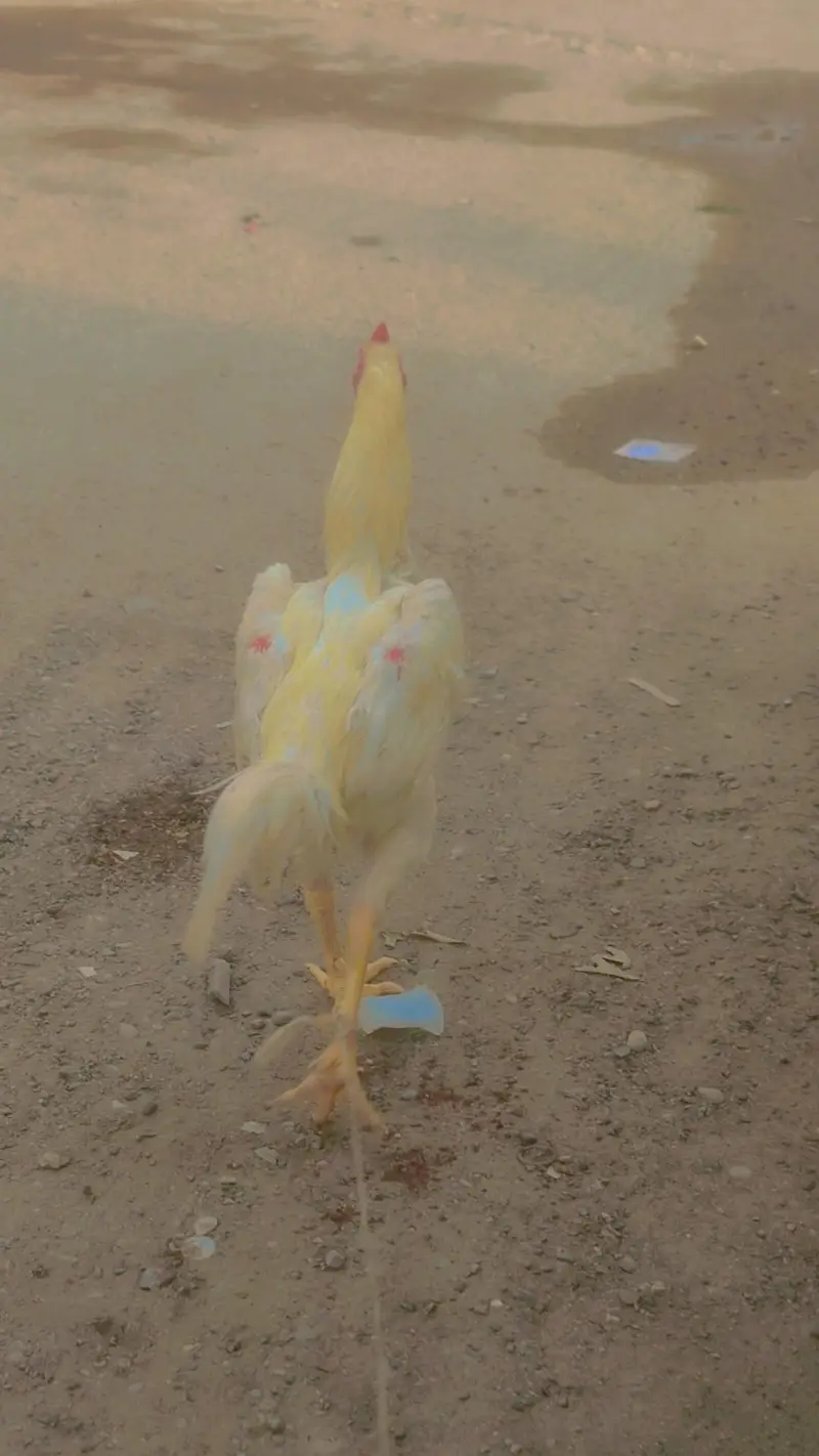 shamo breeder for sale — photo 4