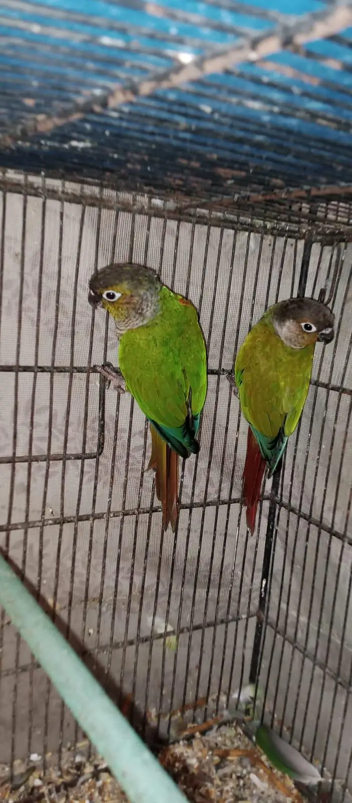green cheek conure and cage — photo 4