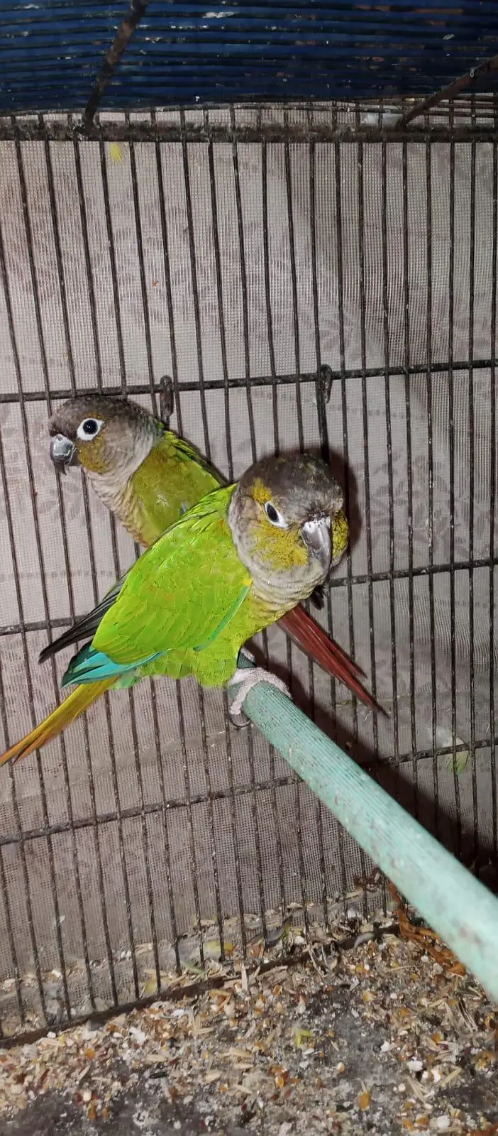 green cheek conure and cage — photo 6