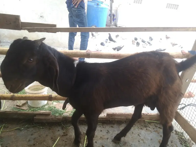2 bakre hai 5 month ke hai bital nasal hai03701653023 — photo 5