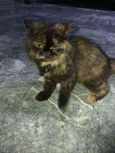 Persion Cat