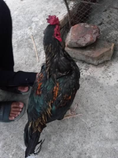 اصیل مرغہ برائے فروخت