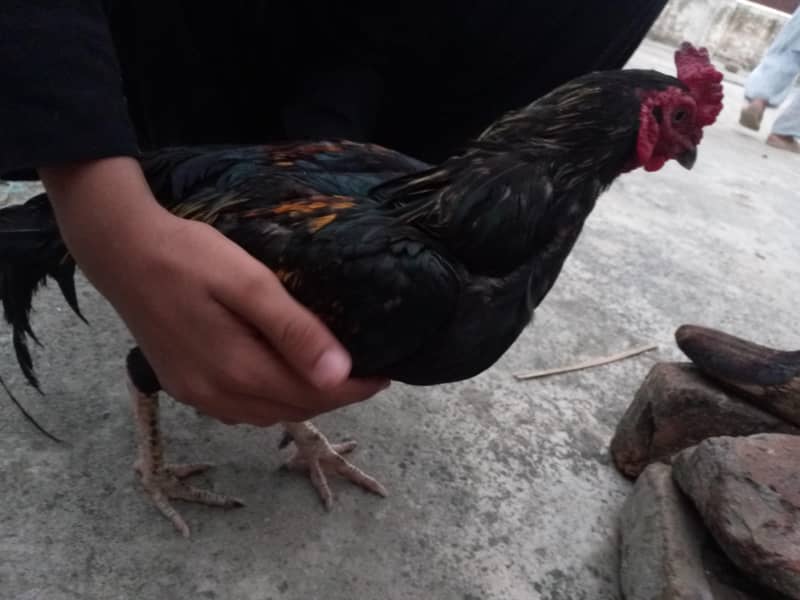اصیل مرغہ برائے فروخت 1
