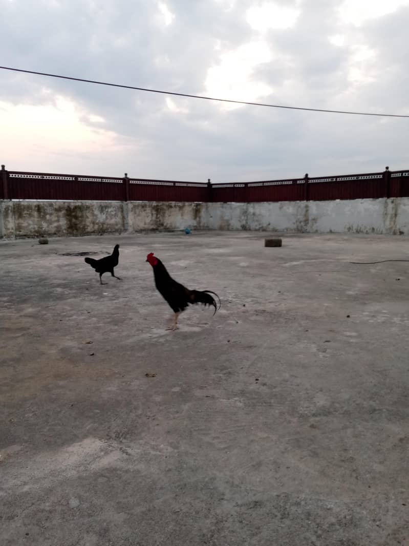 اصیل مرغہ برائے فروخت 5