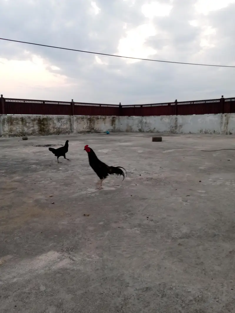 اصیل مرغہ برائے فروخت — photo 6
