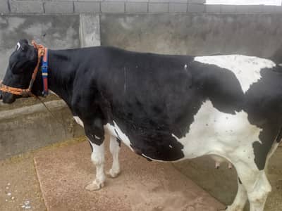 Cow for Sale