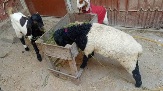 sheep