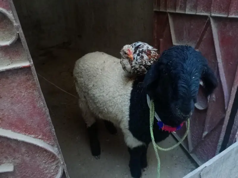 sheep — photo 2