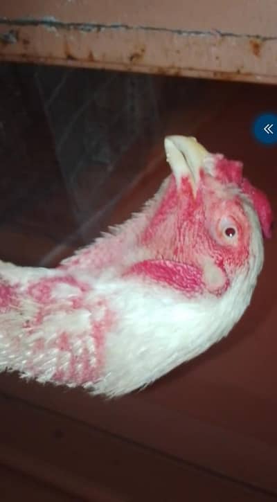 White Shamo pair available for sale