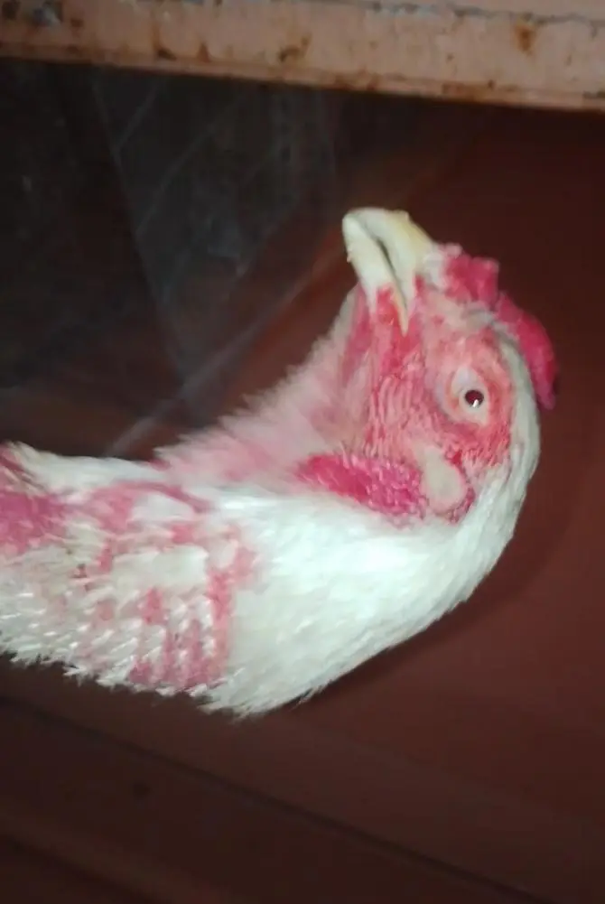 White Shamo pair available for sale — photo 2