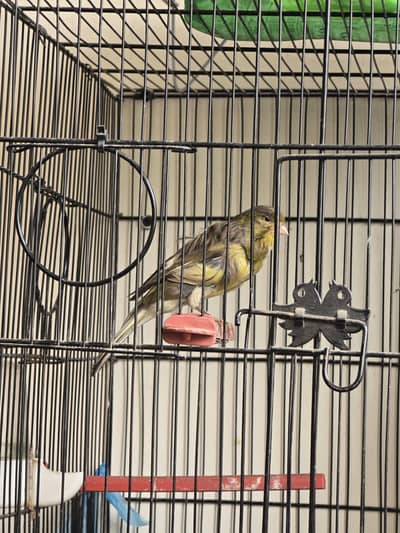 canary breedar pair