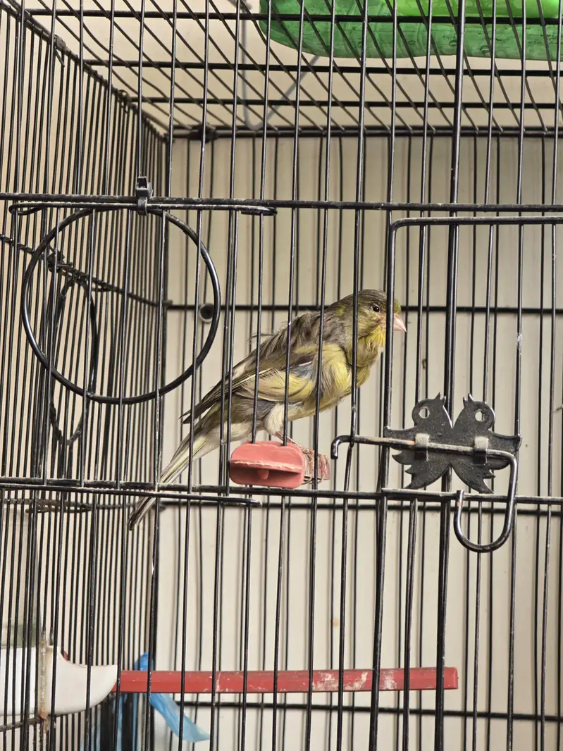 canary breedar pair