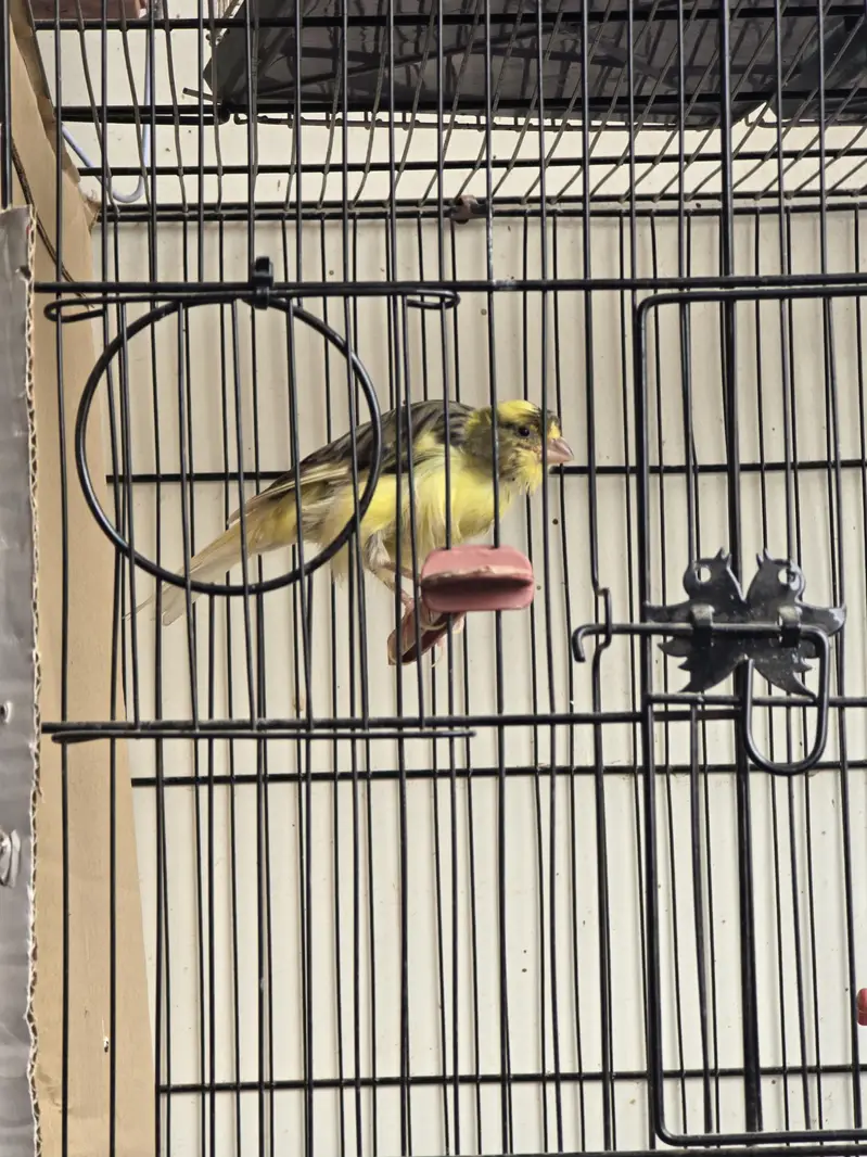 canary breedar pair — photo 2