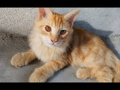 Persian cat