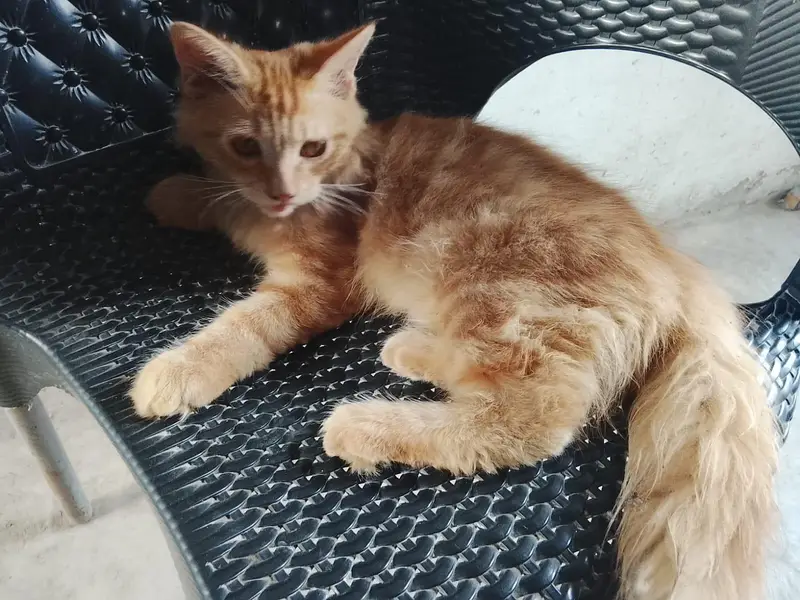 Persian cat — photo 2