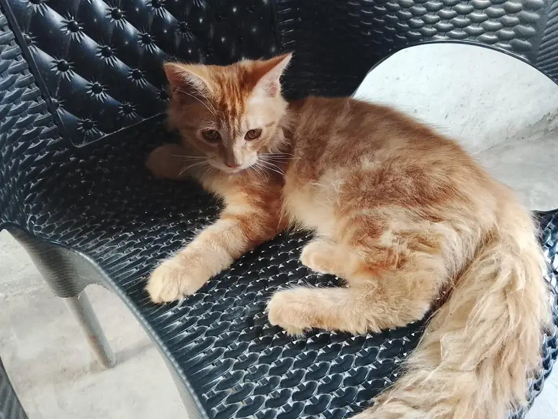 Persian cat — photo 3