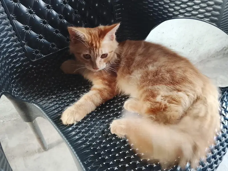 Persian cat — photo 4