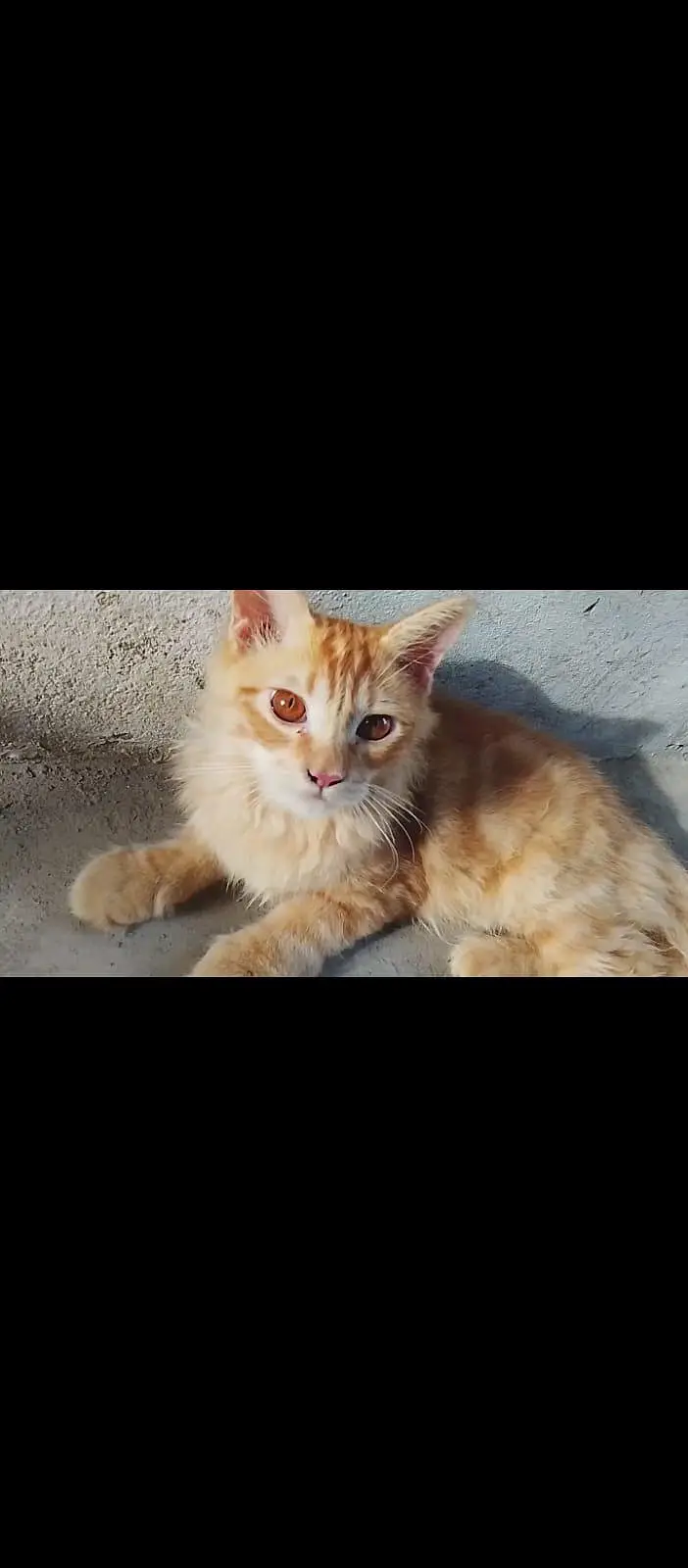 Persian cat — photo 5