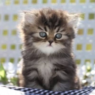 White black triple coated Persian kittens