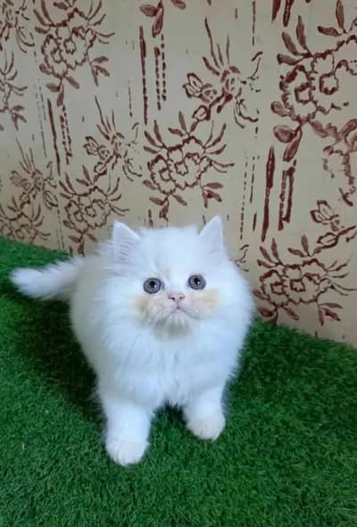 (Persian female kitten) (for sale all) (Pakistan delivery available)