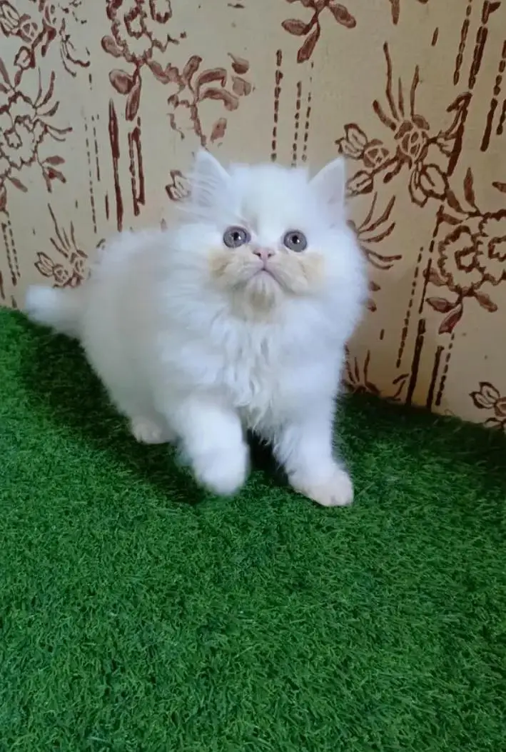 (Persian female kitten) (for sale all) (Pakistan delivery available) — photo 2