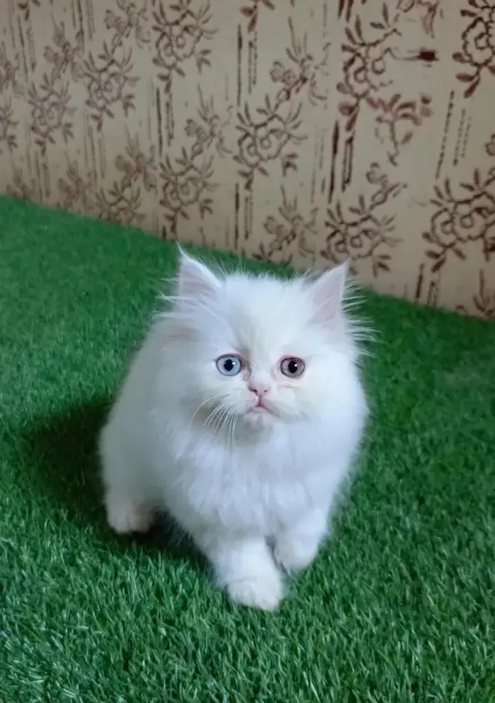 (Persian female kitten) (for sale all) (Pakistan delivery available) — photo 4