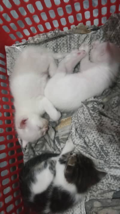 Persian kittens