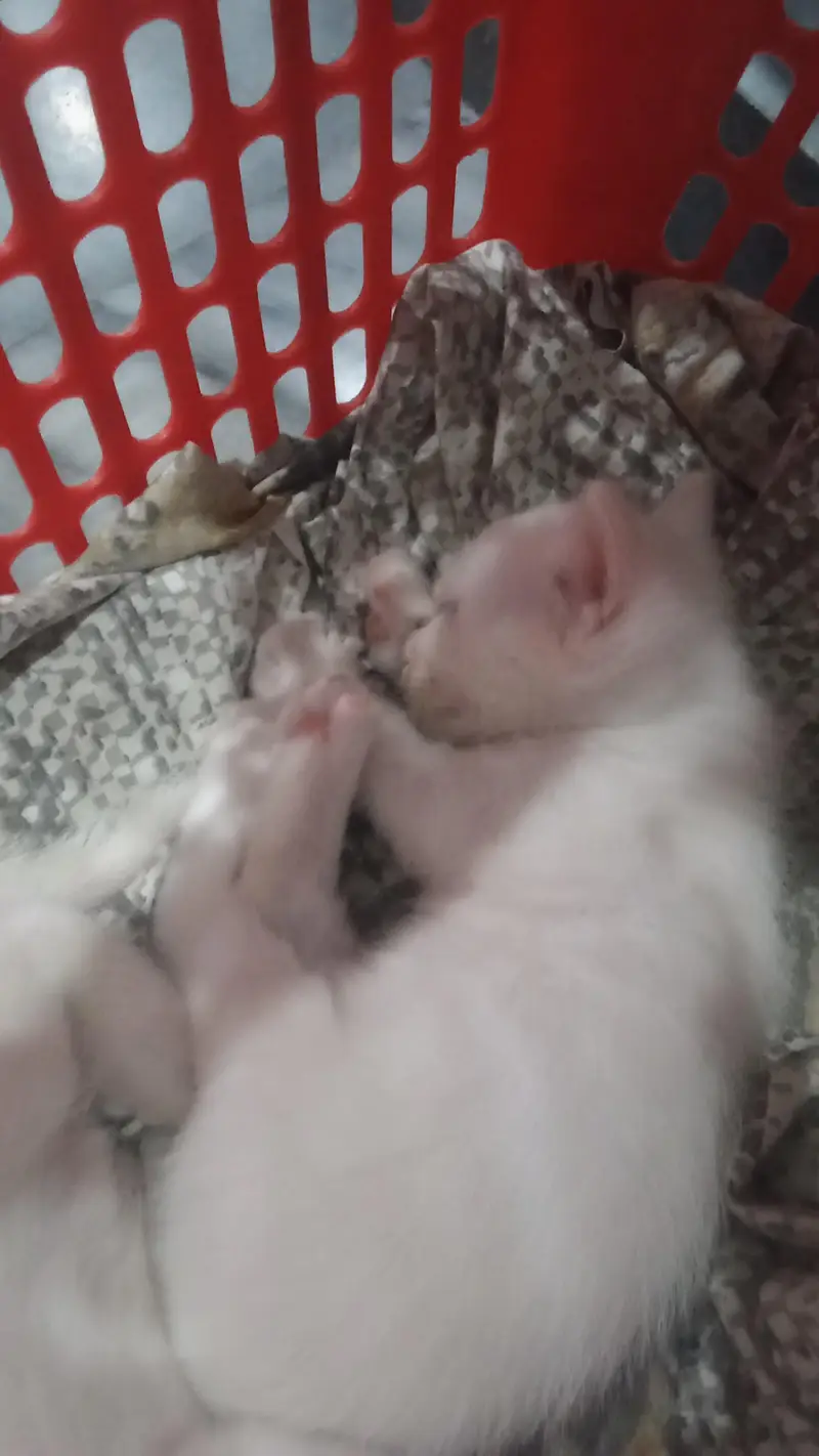 Persian kittens — photo 2