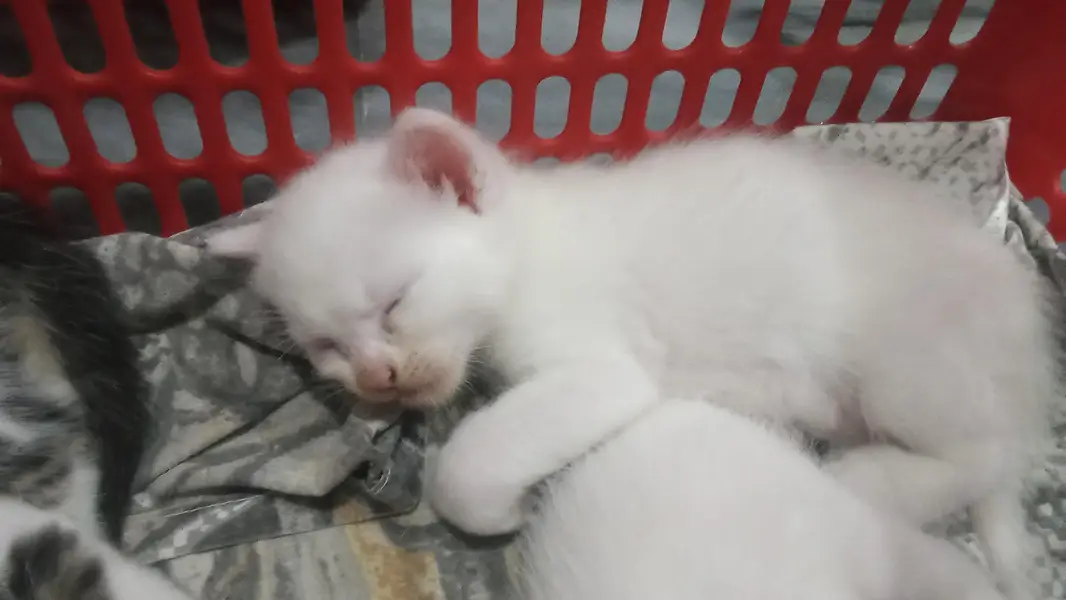 Persian kittens — photo 3
