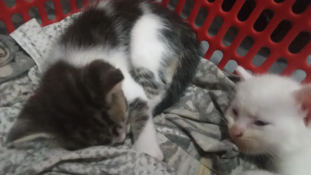Persian kittens — photo 4